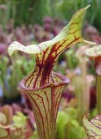 S.flava var ornata 1st site Sandy creek rd N.Fl med | North American Pitcher Plant