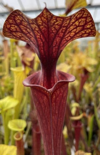 Sarracenia flava var ornata 1st site Sandy creek rd N.Fl SF015
