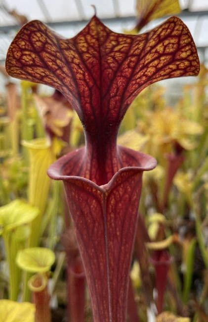 S.flava var ornata 1st site Sandy creek rd N.Fl med | North American Pitcher Plant