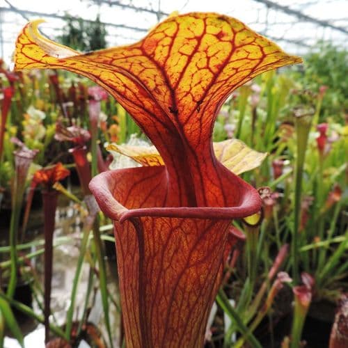 Sarracenia flava var ornata 2nd site sandy creek SF0194