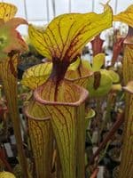 Sarracenia flava var ornata Apalachacola F35