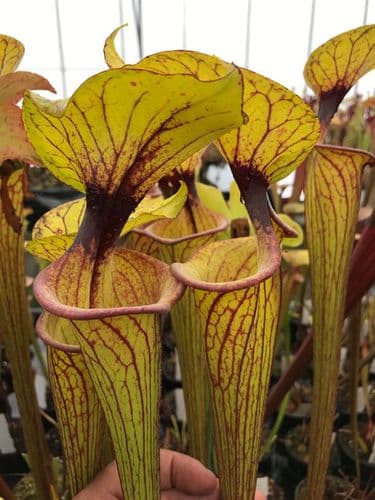 Sarracenia flava var ornata Apalachacola F35