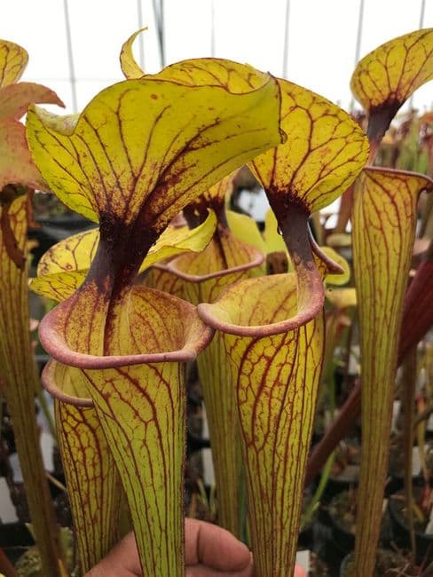 Sarracenia flava var ornata Apalachacola F35