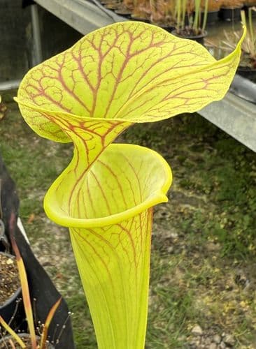 Sarracenia flava var ornata Pender Co, N.Carolina SF006