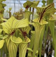 S.flava var ornata Prince George Co, Va | North American Pitcher Plant