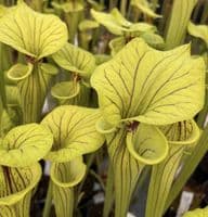 S.flava var ornata Prince George Co, Va | North American Pitcher Plant