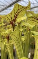 S.flava var ornata Prince George Co, Va | North American Pitcher Plant