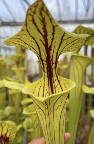 Sarracenia flava var ornata Prince George Co, Va SF304