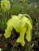 S.flava var ornata Sandy creek rd, Bay Co N.Florida | North American Pitcher Plant