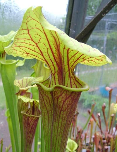 S.flava var ornata Sandy creek rd, Bay Co N.Florida | North American Pitcher Plant