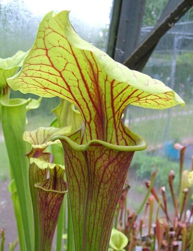 Sarracenia flava var ornata Sandy creek rd, Bay Co N.Florida SF008
