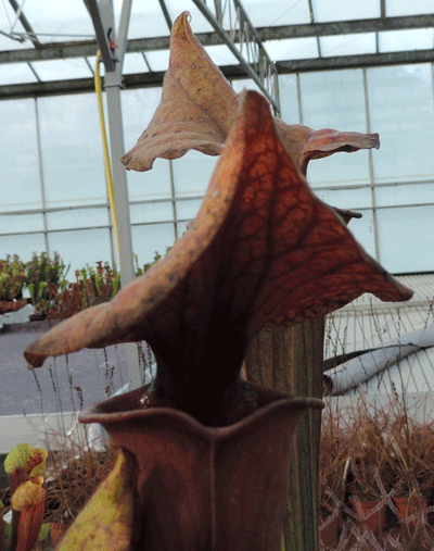 Sarracenia flava var rubricorpra 2ND Site Sandy Creek | North American Pitcher Plant