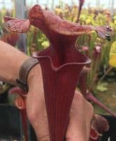 Sarracenia flava var rubricorpra 2ND Site Sandy Creek | North American Pitcher Plant