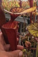 Sarracenia flava var rubricorpra 2ND Site Sandy Creek | North American Pitcher Plant