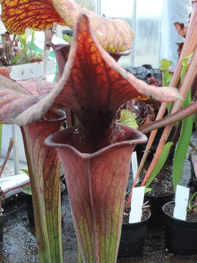 Sarracenia flava var rubricorpra 2ND Site Sandy Creek F28
