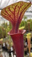 Sarracenia flava var rubricorpra Liberty Co , N.Fl Fa03