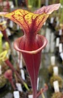 Sarracenia flava var rubricorpra Liberty Co , N.Fl Fa03