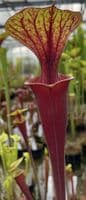 Sarracenia flava var rubricorpra Liberty Co , N.Fl Fa03