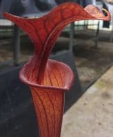 Sarracenia flava var rubricorpra Liberty Co , N.Fl Fa03