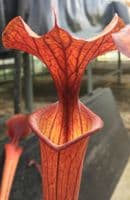 Sarracenia flava var rubricorpra Liberty Co , N.Fl Fa03