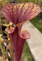 Sarracenia flava var rubricorpra Liberty Co , N.Fl Fa03