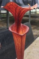 Sarracenia flava var rubricorpra Liberty Co , N.Fl Fa03