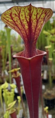 Sarracenia flava var rubricorpra Liberty Co , N.Fl Fa03