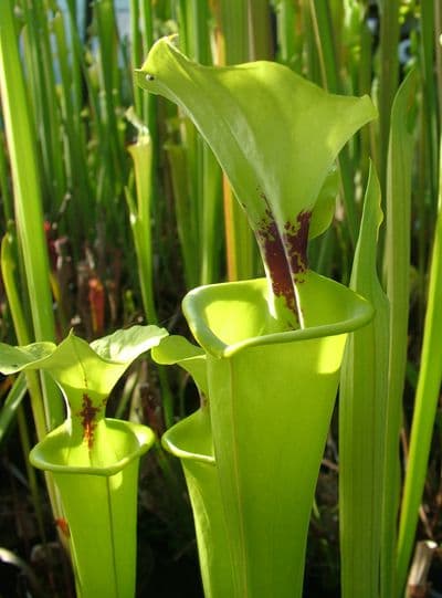 S.flava var rugelii Crestview,N.Florida small | North American Pitcher Plant