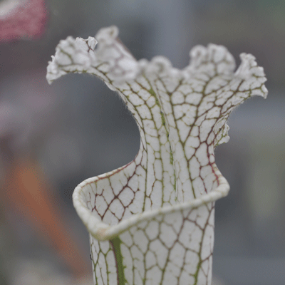 Sarracenia leucophylla Bens Bog, Baldwin Co, Alabama SL017