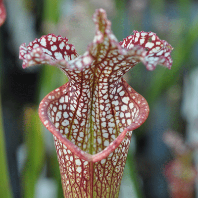 S.leucophylla Pensicola , N.Florida L24 | North American Pitcher Plant