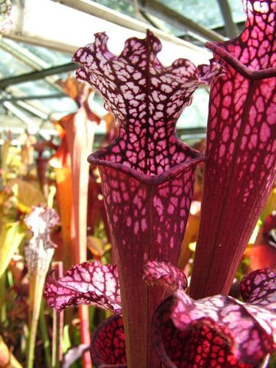 Sarracenia leucophylla Pink tube | North American Pitcher Plant