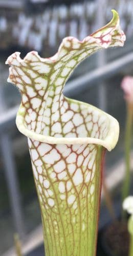 Sarracenia leucophylla white/red veins Citronelle, Alabama SL006