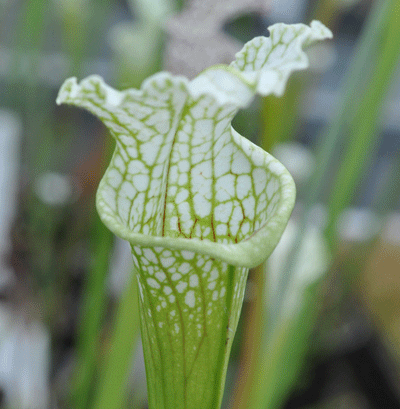 S.leucophylla yellow flowered form 'Shnell's Ghost' cl | North American Pitcher Plant