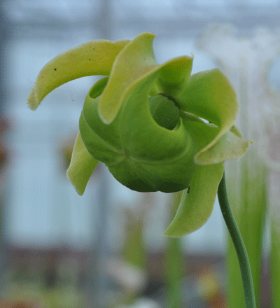 S.leucophylla yellow flowered form 'Shnell's Ghost' cl | North American Pitcher Plant