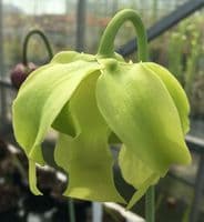 S.leucophylla yellow flowered form 'Shnell's Ghost' cl | North American Pitcher Plant