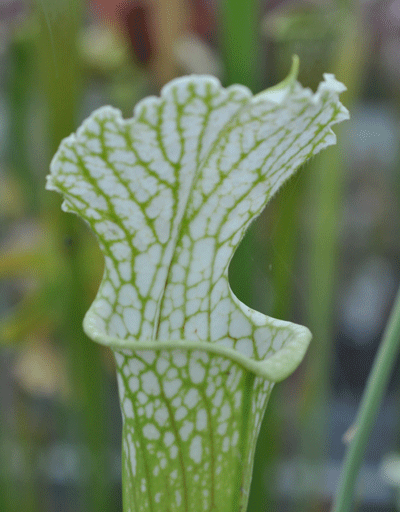 S.leucophylla yellow flowered form 'Shnell's Ghost' cl | North American Pitcher Plant