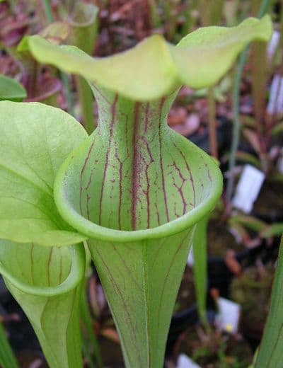 S.oreophila Boaz form | North American Pitcher Plant