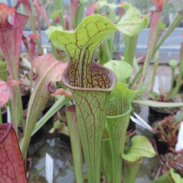 S. oreophila Centre, Alabama | North American Pitcher Plant