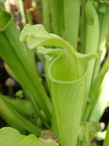 Sarracenia rubra ssp.gulfensis heterophylla Yellow river N.Florida SR004
