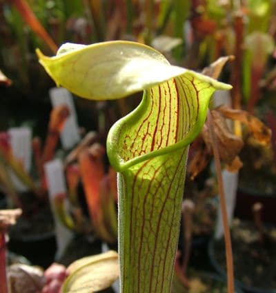 Sarracenia rubra ssp.wherryi SR005