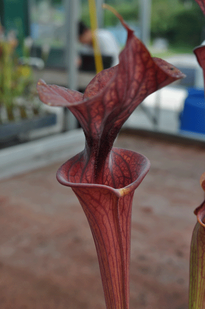 SF Z41Sarracenia flava var cuprea Exum, N.Carolina