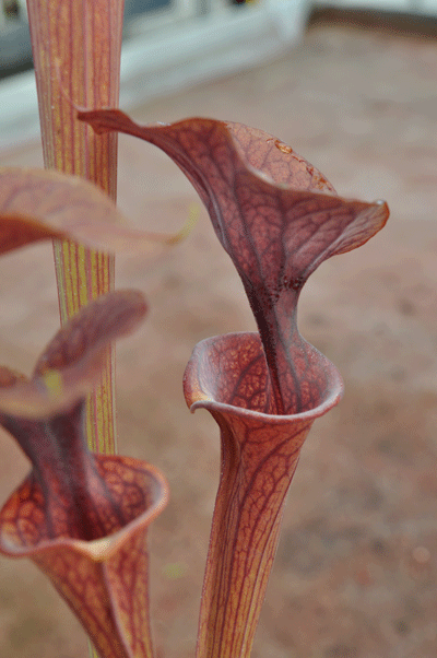 SF Z41Sarracenia flava var cuprea Exum, N.Carolina
