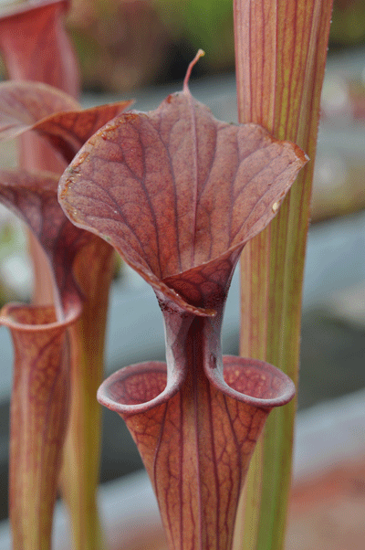 SF Z41Sarracenia flava var cuprea Exum, N.Carolina