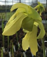 S.flava var rugelii Milton Florida | North American Pitcher Plant
