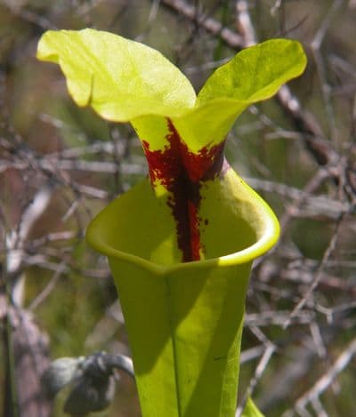 S.flava var rugelii Milton Florida | North American Pitcher Plant
