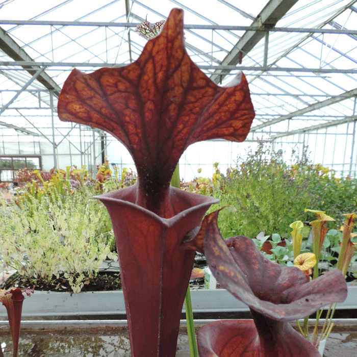SF005 Sarracenia flava var rubricorpra Sumatra, N.Florida