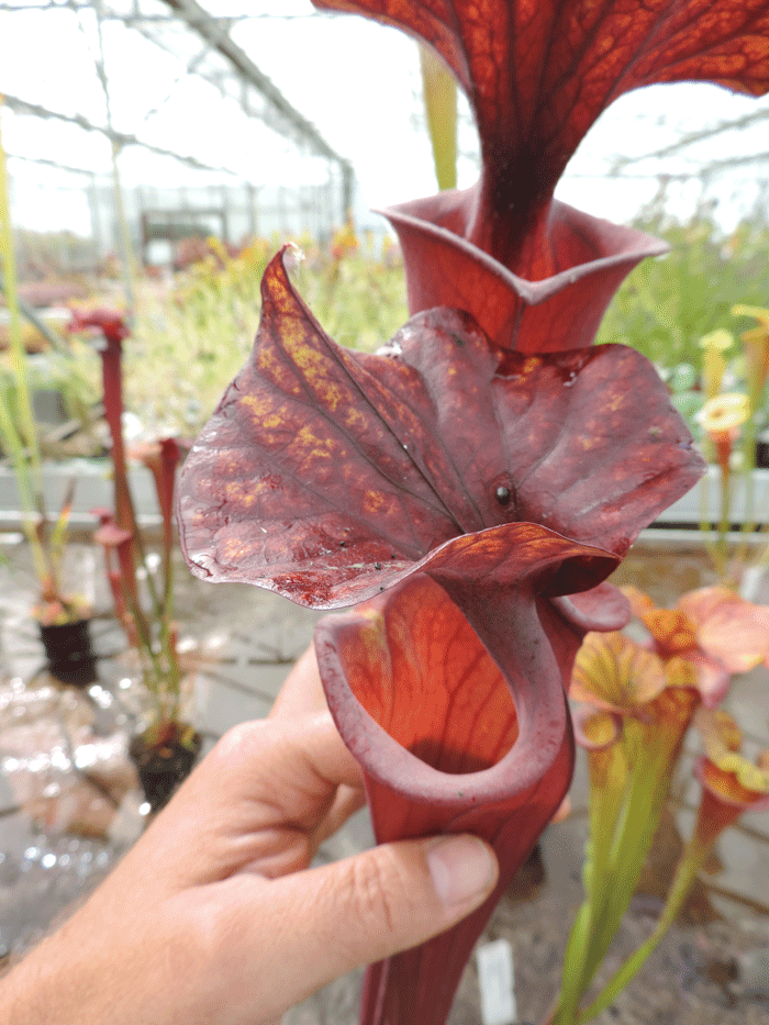 SF005 Sarracenia flava var rubricorpra Sumatra, N.Florida