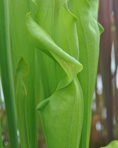 S. flava giant (Adrian Slacks Maxima) | North American Pitcher Plant