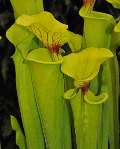 S. flava giant (Adrian Slacks Maxima) | North American Pitcher Plant