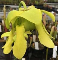 S. flava giant (Adrian Slacks Maxima) | North American Pitcher Plant